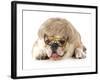 Funny Dog - English Bulldog Wearing Silly Wig And Glasses Isolated On White Background-Willee Cole-Framed Photographic Print