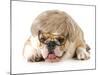Funny Dog - English Bulldog Wearing Silly Wig And Glasses Isolated On White Background-Willee Cole-Mounted Photographic Print
