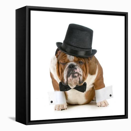 Funny Dog - Grumpy Looking Bulldog Dressed Up In A Tophat And Black Tie-Willee Cole-Framed Stretched Canvas
