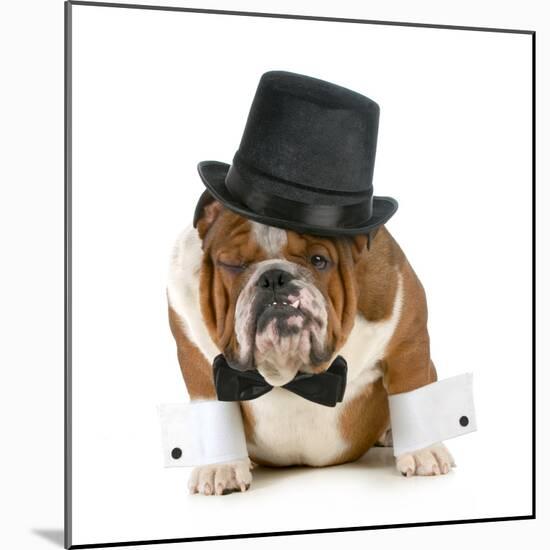 Funny Dog - Grumpy Looking Bulldog Dressed Up In A Tophat And Black Tie-Willee Cole-Mounted Photographic Print