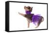 Funny Dressed Chihuahua Marching With A Paw Up, Isolated-vitalytitov-Framed Stretched Canvas