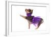 Funny Dressed Chihuahua Marching With A Paw Up, Isolated-vitalytitov-Framed Photographic Print