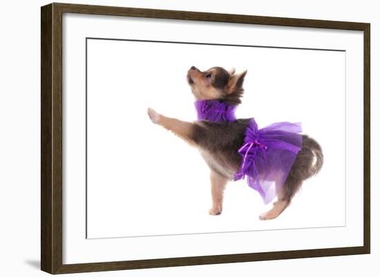 Funny Dressed Chihuahua Marching With A Paw Up, Isolated-vitalytitov-Framed Photographic Print