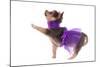 Funny Dressed Chihuahua Marching With A Paw Up, Isolated-vitalytitov-Mounted Photographic Print