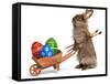 Funny Easter Bunny Rabbit With A Wheelbarrow And Some Easter Eggs-mdorottya-Framed Stretched Canvas