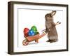 Funny Easter Bunny Rabbit With A Wheelbarrow And Some Easter Eggs-mdorottya-Framed Photographic Print