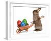 Funny Easter Bunny Rabbit With A Wheelbarrow And Some Easter Eggs-mdorottya-Framed Photographic Print