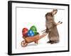 Funny Easter Bunny Rabbit With A Wheelbarrow And Some Easter Eggs-mdorottya-Framed Photographic Print