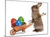 Funny Easter Bunny Rabbit With A Wheelbarrow And Some Easter Eggs-mdorottya-Mounted Photographic Print