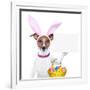 Funny Easter Dog-Javier Brosch-Framed Photographic Print