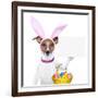 Funny Easter Dog-Javier Brosch-Framed Photographic Print