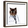 Funny Fluffy Cat Doctor in a Robe and Glasses. Collage-Sergey Nivens-Framed Photographic Print