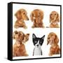 Funny Kitten Surrounded by Dogs.-Hannamariah-Framed Stretched Canvas