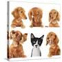 Funny Kitten Surrounded by Dogs.-Hannamariah-Stretched Canvas