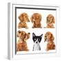 Funny Kitten Surrounded by Dogs.-Hannamariah-Framed Photographic Print