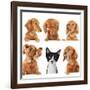 Funny Kitten Surrounded by Dogs.-Hannamariah-Framed Photographic Print