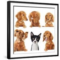 Funny Kitten Surrounded by Dogs.-Hannamariah-Framed Photographic Print