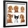 Funny Kitten Surrounded by Dogs.-Hannamariah-Framed Photographic Print