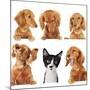 Funny Kitten Surrounded by Dogs.-Hannamariah-Mounted Photographic Print