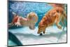 Funny Little Child Play with Fun and Train Golden Labrador Retriever Puppy in Swimming Pool, Jump A-Tropical studio-Mounted Photographic Print
