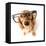 Funny Little Dachshund Wearing Glasses Distorted By Wide Angle Closeup. Focus On The Eyes-Hannamariah-Framed Stretched Canvas