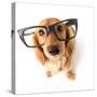 Funny Little Dachshund Wearing Glasses Distorted By Wide Angle Closeup. Focus On The Eyes-Hannamariah-Stretched Canvas