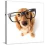 Funny Little Dachshund Wearing Glasses Distorted By Wide Angle Closeup. Focus On The Eyes-Hannamariah-Stretched Canvas