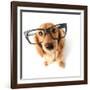 Funny Little Dachshund Wearing Glasses Distorted By Wide Angle Closeup. Focus On The Eyes-Hannamariah-Framed Photographic Print