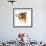 Funny Little Dachshund Wearing Glasses Distorted By Wide Angle Closeup. Focus On The Eyes-Hannamariah-Framed Photographic Print displayed on a wall