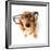 Funny Little Dachshund Wearing Glasses Distorted By Wide Angle Closeup. Focus On The Eyes-Hannamariah-Framed Photographic Print