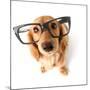 Funny Little Dachshund Wearing Glasses Distorted By Wide Angle Closeup. Focus On The Eyes-Hannamariah-Mounted Photographic Print