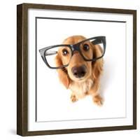 Funny Little Dachshund Wearing Glasses Distorted By Wide Angle Closeup. Focus On The Eyes-Hannamariah-Framed Photographic Print