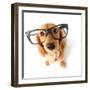 Funny Little Dachshund Wearing Glasses Distorted By Wide Angle Closeup. Focus On The Eyes-Hannamariah-Framed Photographic Print