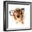 Funny Little Dachshund Wearing Glasses Distorted By Wide Angle Closeup. Focus On The Eyes-Hannamariah-Framed Photographic Print