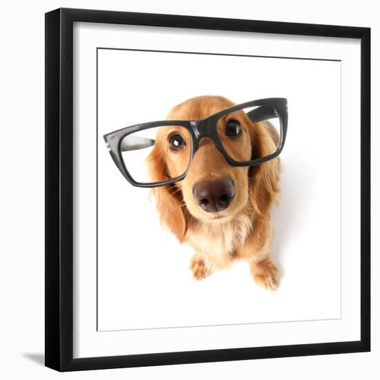 Funny Little Dachshund Wearing Glasses Distorted By Wide Angle Closeup. Focus On The Eyes-Hannamariah-Framed Photographic Print