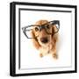 Funny Little Dachshund Wearing Glasses Distorted By Wide Angle Closeup. Focus On The Eyes-Hannamariah-Framed Photographic Print