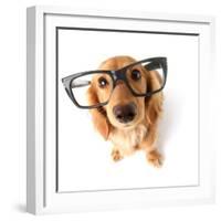 Funny Little Dachshund Wearing Glasses Distorted By Wide Angle Closeup. Focus On The Eyes-Hannamariah-Framed Photographic Print