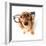 Funny Little Dachshund Wearing Glasses Distorted By Wide Angle Closeup. Focus On The Eyes-Hannamariah-Framed Photographic Print