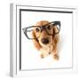 Funny Little Dachshund Wearing Glasses Distorted By Wide Angle Closeup. Focus On The Eyes-Hannamariah-Framed Photographic Print