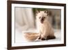Funny Little Fluffy Kitten Eats Dry Food from a Bowl. Kitten Licks, Delicious Meal. Siamese or Thai-Yarkovoy-Framed Photographic Print