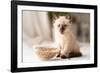 Funny Little Fluffy Kitten Eats Dry Food from a Bowl. Kitten Licks, Delicious Meal. Siamese or Thai-Yarkovoy-Framed Photographic Print