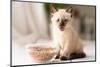 Funny Little Fluffy Kitten Eats Dry Food from a Bowl. Kitten Licks, Delicious Meal. Siamese or Thai-Yarkovoy-Mounted Photographic Print