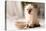 Funny Little Fluffy Kitten Eats Dry Food from a Bowl. Kitten Licks, Delicious Meal. Siamese or Thai-Yarkovoy-Stretched Canvas