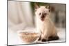 Funny Little Fluffy Kitten Eats Dry Food from a Bowl. Kitten Licks, Delicious Meal. Siamese or Thai-Yarkovoy-Mounted Photographic Print