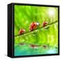 Funny Picture Of The Ladybugs Family Running On A Grass Bridge Over A Spring Flood-Kletr-Framed Stretched Canvas