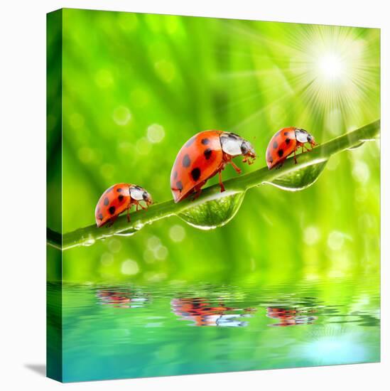 Funny Picture Of The Ladybugs Family Running On A Grass Bridge Over A Spring Flood-Kletr-Stretched Canvas