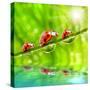 Funny Picture Of The Ladybugs Family Running On A Grass Bridge Over A Spring Flood-Kletr-Stretched Canvas