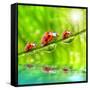Funny Picture Of The Ladybugs Family Running On A Grass Bridge Over A Spring Flood-Kletr-Framed Stretched Canvas