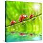 Funny Picture Of The Ladybugs Family Running On A Grass Bridge Over A Spring Flood-Kletr-Stretched Canvas