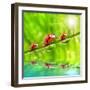 Funny Picture Of The Ladybugs Family Running On A Grass Bridge Over A Spring Flood-Kletr-Framed Photographic Print